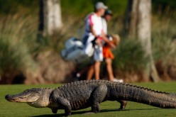  A giant alligator sits on the 14th fairway during the first round of the Zurich Classic at TPC Louisiana on April 25, 2013 in Avondale, Louisiana. 