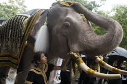 Elephants Pay Tribute To Late King Bhumibol
