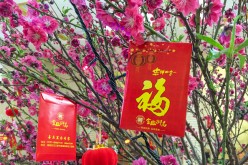 Red envelopes hanging on a peach tree as decoration in Foshan, Guangdong Province.