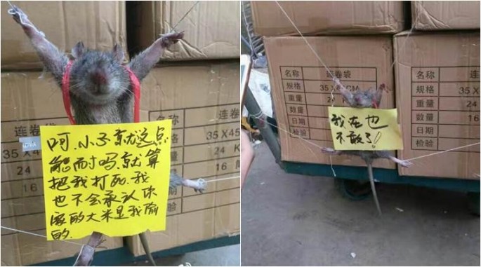 Rat gets punishment for stealing food.