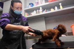 Facilities for pet care in China have spiked in popularity in time for the Lunar New Year.