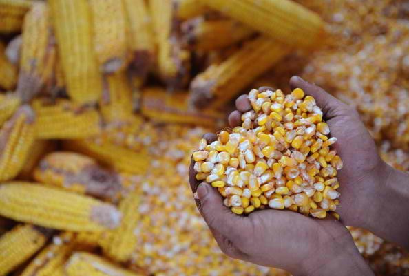 China is currently looking for ways to deal with its massive corn surplus.