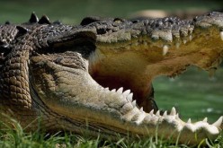 Visitors at the Shanghai Zoo pelted crocodiles with coins, generating negative reactions from people.