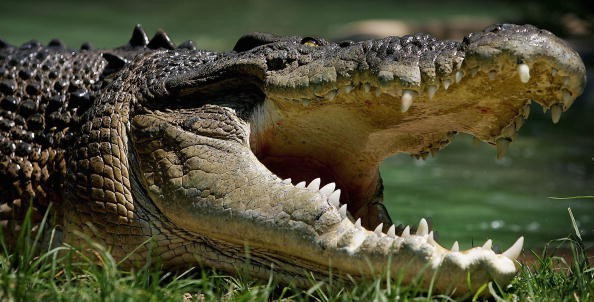 Visitors at the Shanghai Zoo pelted crocodiles with coins, generating negative reactions from people.