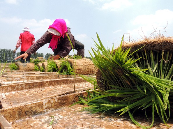 Farmers moving rice seedlings at a seedling raising field in Lianyungang, east China's Jiangsu Province.