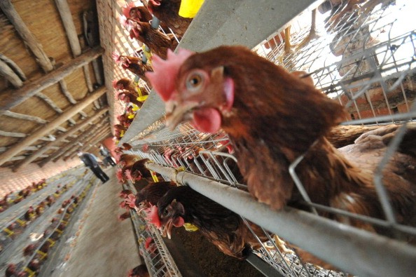 Over 100 cases of bird flu have been reported in China since late last year.