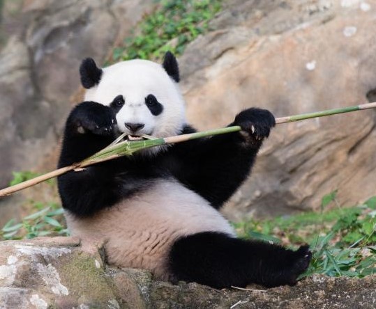 Chinese scientists are helping to increase the number of giant pandas by working toward the reintroduction of giant pandas, which are born in human care, to the wild. 
