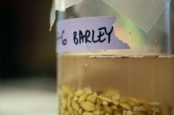 One intriguing factor regarding the experiment is its inclusion of barley--an ingredient that did not flourish as a food staple in China at the time the recipe was made until much later.