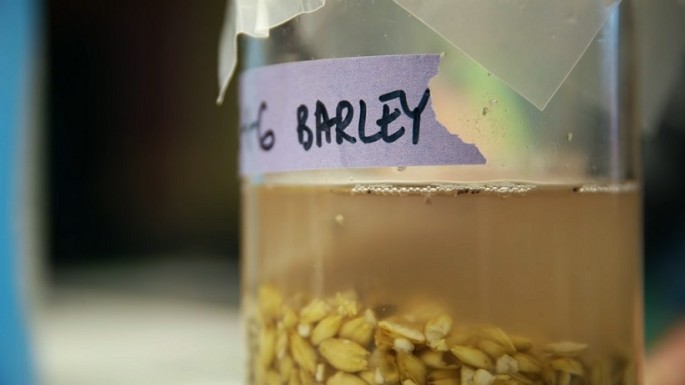 One intriguing factor regarding the experiment is its inclusion of barley--an ingredient that did not flourish as a food staple in China at the time the recipe was made until much later.