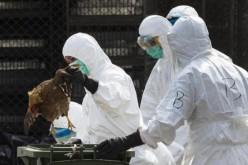 Health Worker Removes Dead Chicken.jpg