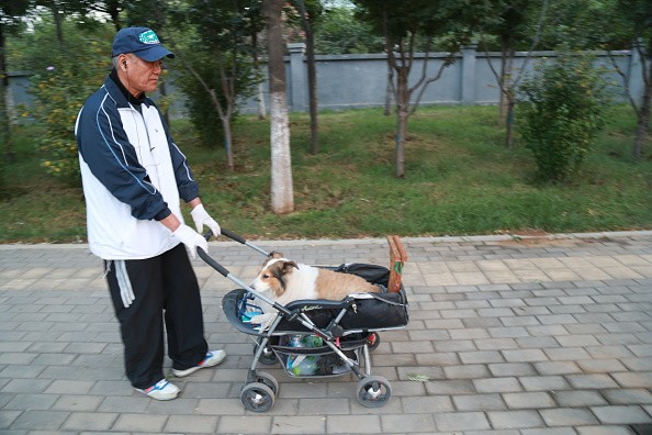 A man pushes a baby stroller carrying his dog.