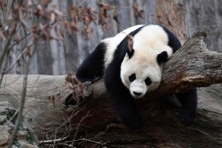 Pandas are no longer endangered.