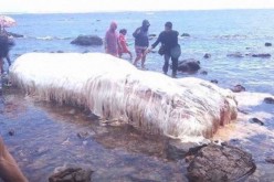 Tourists and locals gazed in awe of the mysterious hairy white creature that appeared on the Philippine shore. 