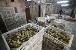 Ducklings waiting to be culled in China.