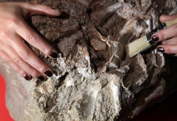 Judyth Sassoon, a master’s degree student in paleontology, examines a rock containing fossil remains of a Thecondontosaurus antiquus, the oldest known dinosaur in Britain and one of the oldest in the world, on November 3, 2009 in Bristol, England. 