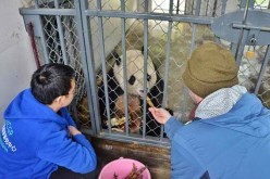 Bao Bao the panda is assimilating well in China.