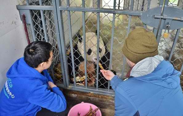 Bao Bao the panda is assimilating well in China.