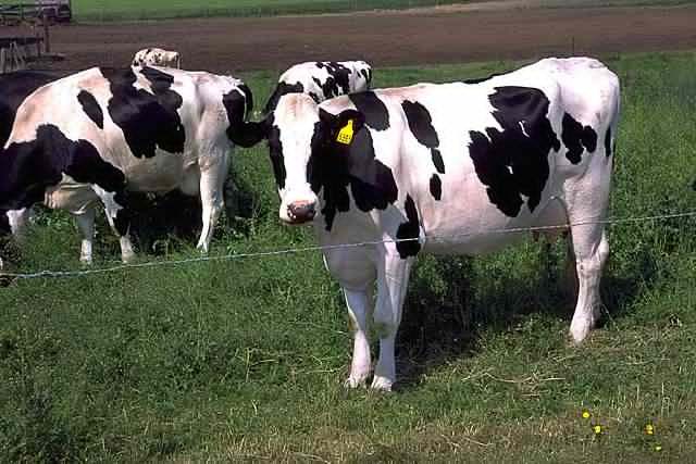 Cows.jpg