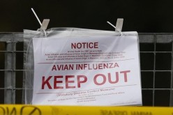 Avian Influenza.jpg