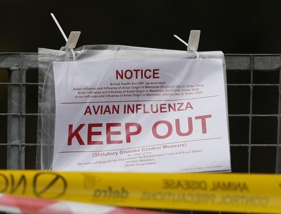 Avian Influenza.jpg