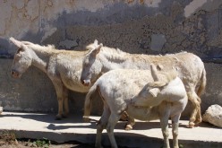 Wild_albino_donkeys.jpg