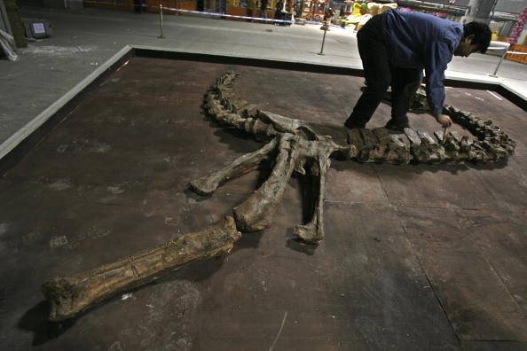 A worker assembles a skeleton fossil of a Tyrannosaurus Rex