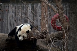 Giant panda Bao Bao plays in her outdoor habitat at the Smithsonian's National Zoo, Feb. 21, 2017, in Washington, D.C.