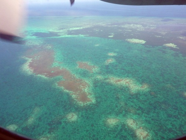 Dongsha Atoll Corals