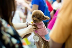 China’s Pet Fashion Industry