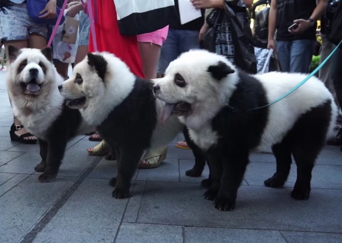 Rare dog breed? Not quite. They’re Chow Chow remarkably groomed to become “panda dogs,” a huge demand in China. Some of these dogs attract attention on Orchard Road, Singapore.
