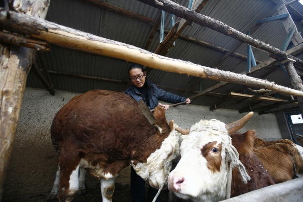 A Chinese dairy farmer tends to his cows.