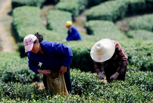 The Tea Drunk harvests tea from mountains in China.