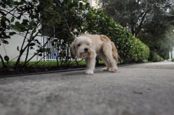 Condominium Assoc. To Begin DNA Testing On Dog Excrement To ID Owners Who Don't Clean Up
