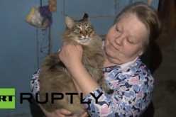 Masha the Russian Hero Cat