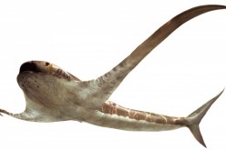 The life reconstruction of the unusual shark Aquilolamna milarcae, which lived during the Cretaceous Period 