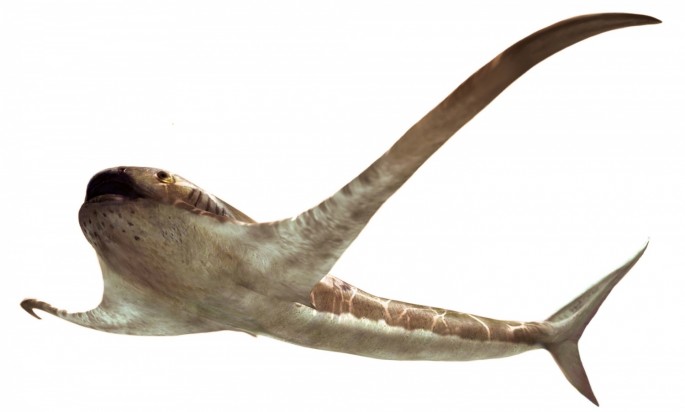 The life reconstruction of the unusual shark Aquilolamna milarcae, which lived during the Cretaceous Period 