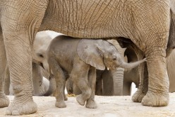An African elephant calf, which was born at Africam Safari zoo as part of its breeding programme, is seen with its mother at their enclosure, in Valsequillo,