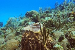 A view of a coral colony on the coast of Havana, Cuba