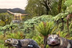 Beast of five teeth: Chilean scientists unearth skunk that walked among dinosaurs
