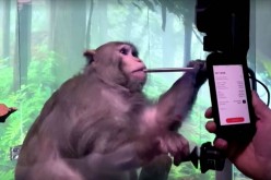 Pager, a nine-year-old macaque monkey, plays video games via Neuralink brain implant, 