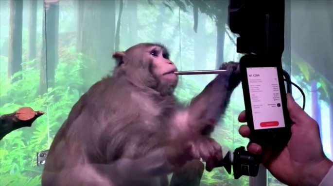 Pager, a nine-year-old macaque monkey, plays video games via Neuralink brain implant, 