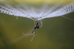 Dewdrops gather on a spider as it rests on its web in the early morning in Lalitpur, Nepal