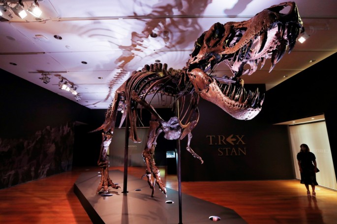 An approximately 67 million-year-old Tyrannosaurus rex skeleton, one of the largest, most complete ever discovered and named "STAN" 