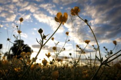 Wild flowers are pictured at sunset in Vilonia, Arkansas on April 30, 2014. Picture