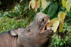 A young male Sumatran rhinoceros named Kertam, whose genome was sequenced in new research finding that the two small remaining wild populations of the species maintain good genetic health