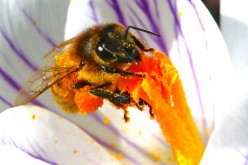 A bee collects nectar from crocus during sunny winter weather, as the spread of the coronavirus disease (COVID-19) continues, at a public park in Zurich,
