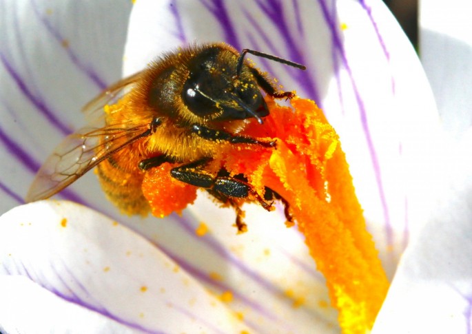 A bee collects nectar from crocus during sunny winter weather, as the spread of the coronavirus disease (COVID-19) continues, at a public park in Zurich,