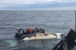 A crew from Fisheries and Oceans Canada amd partner agencies collect the tissue of a dead North Atlantic Right Whale in the Gulf of St. Lawrence in an undated photo.