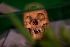 Human skulls from the Herero and ethnic Nama people are displayed during a ceremony in Berlin,