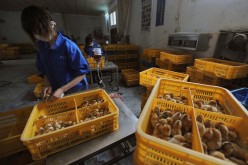 Workers vaccinate chicks with the H9 bird flu vaccine at a farm in Changfeng county, Anhui province,